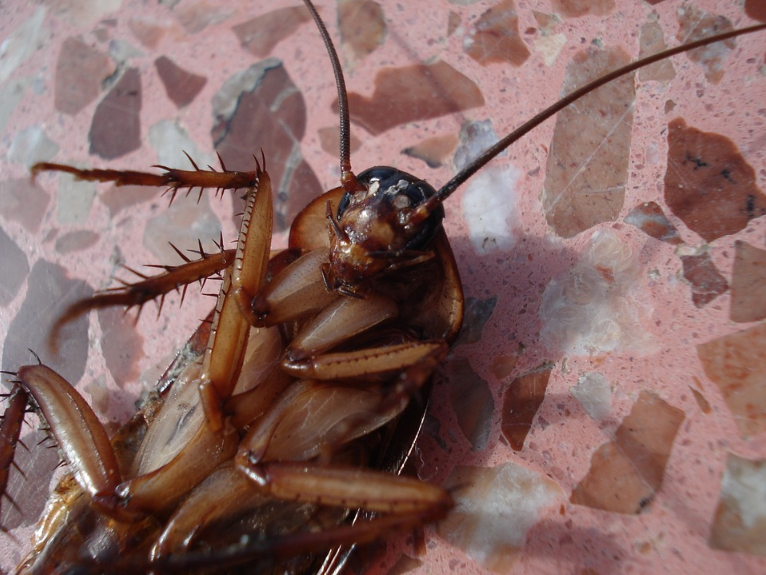 roach