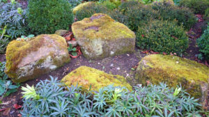 shrubs