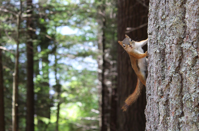 squirrels