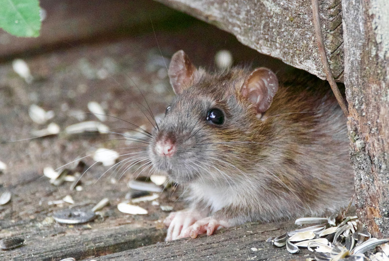 rat